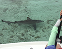 Key West SHark Fishing 