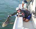 Charters of Key West shark fishing