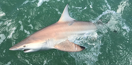 shark fishing Key West dream catcher charters