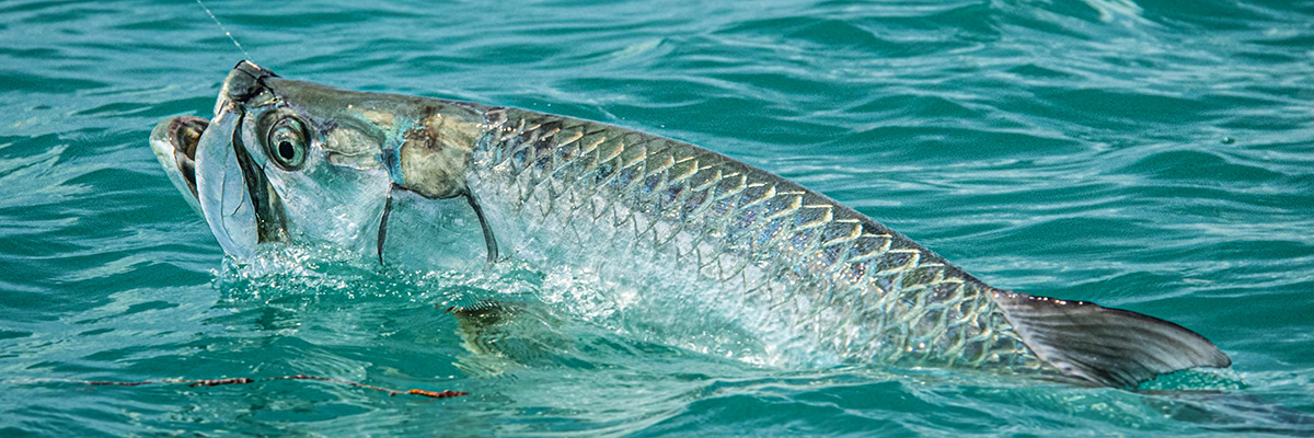 Tarpon Fishing Lower Florida Keys